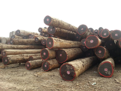 sản xuất ván gỗ tự nhiên